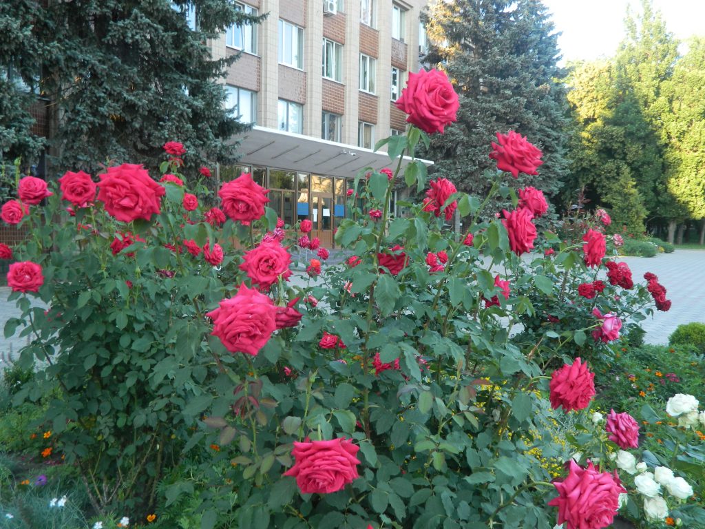 Звенигородку стали називати містом троянд