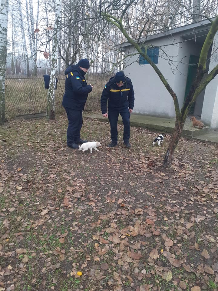 У Катеринополі трьох цуценят витягли з туалету